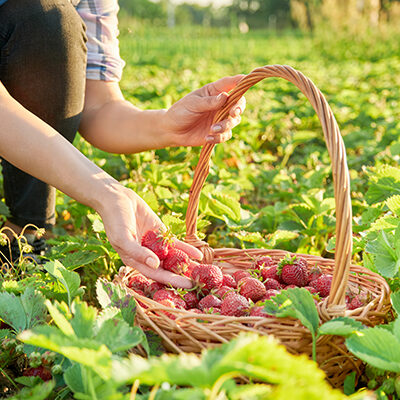 Farm field with strawberries, close-up of basket with strawberries woman's hands. Harvest natural eco-friendly berries, home garden. Growing berries without the use of chemical mineral fertilizers