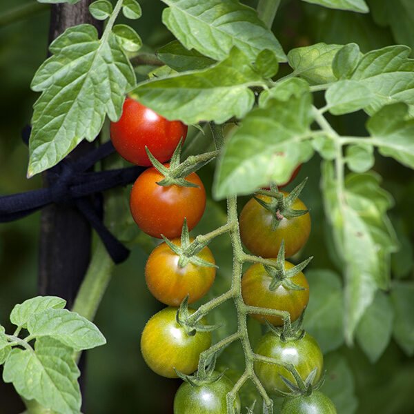 Organic bunch tomatoes