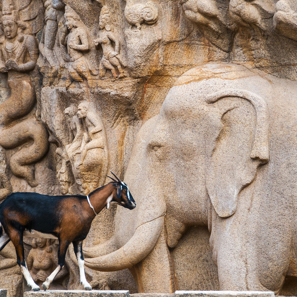 Descent of the Ganges and Arjuna's Penance, UNESCO World Heritage Site, Mahabalipuram, Tamil Nadu, India.