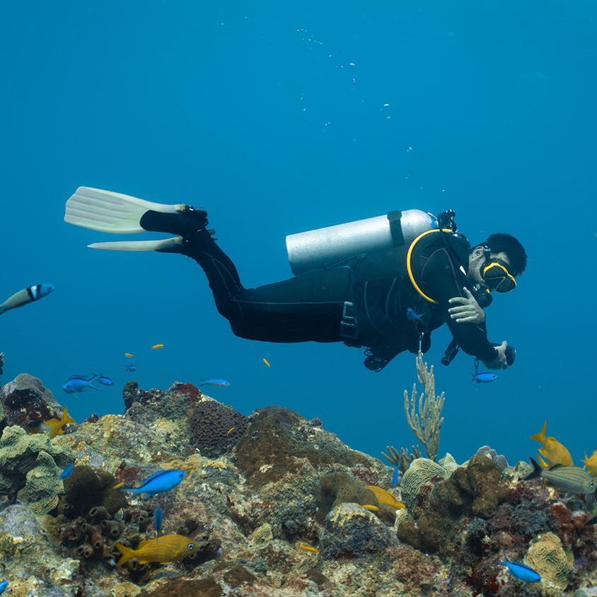 diver checking the computer close to a school of yellow fish
